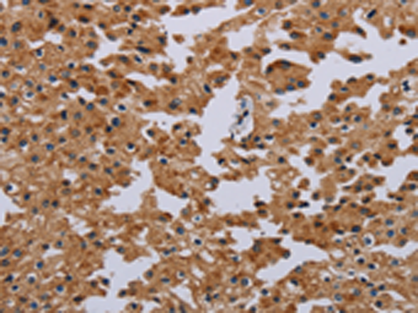 Rabbit Polyclonal Antibody to IFRD1