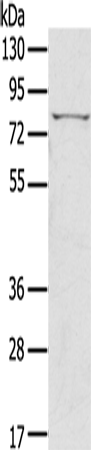 Rabbit Polyclonal Antibody to IKBKE