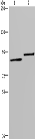 Rabbit Polyclonal Antibody to TXLNA
