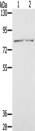 Rabbit Polyclonal Antibody to IL27RA