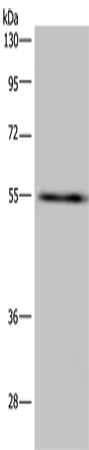 Rabbit Polyclonal Antibody to IMPDH2