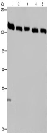 Rabbit Polyclonal Antibody to IPO4