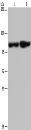 Rabbit Polyclonal Antibody to ITGA2B