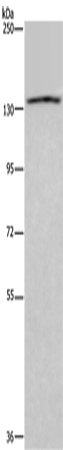 Rabbit Polyclonal Antibody to ITGAE