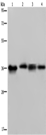 Rabbit Polyclonal Antibody to F11R
