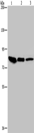 Rabbit Polyclonal Antibody to JUP