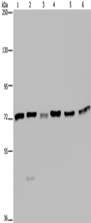Rabbit Polyclonal Antibody to KARS1