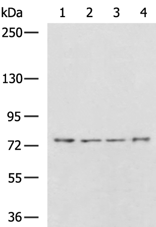 Rabbit Polyclonal Antibody to KLHL1