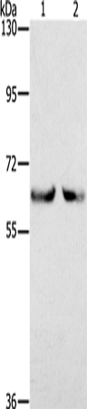 Rabbit Polyclonal Antibody to KLHL2