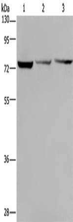 Rabbit Polyclonal Antibody to KLHL9