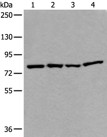 Rabbit Polyclonal Antibody to HADHA