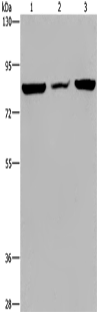 Rabbit Polyclonal Antibody to P3H3