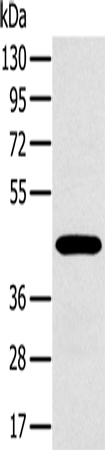 Rabbit Polyclonal Antibody to MAGEA10
