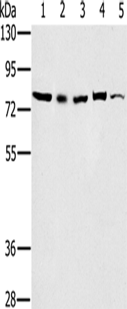 Rabbit Polyclonal Antibody to TAB3