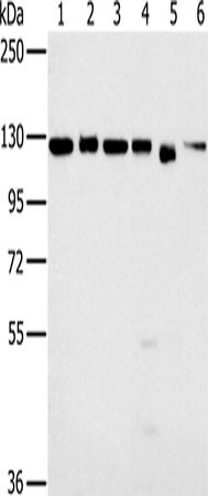Rabbit Polyclonal Antibody to MATR3