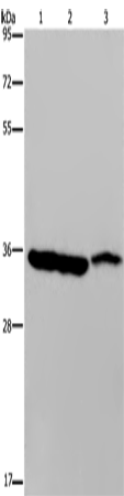 Rabbit Polyclonal Antibody to MDH1
