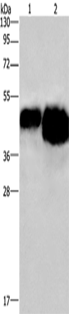 Rabbit Polyclonal Antibody to OVAL