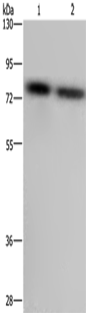 Rabbit Polyclonal Antibody to PABPC1