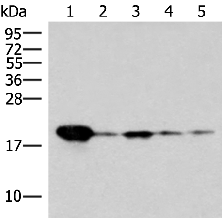 Rabbit Polyclonal Antibody to REG3G