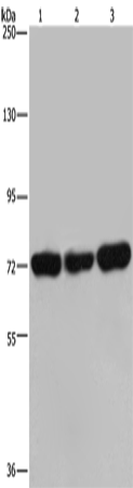 Rabbit Polyclonal Antibody to PCK2