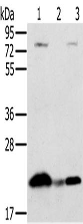 Rabbit Polyclonal Antibody to NDUFAF2
