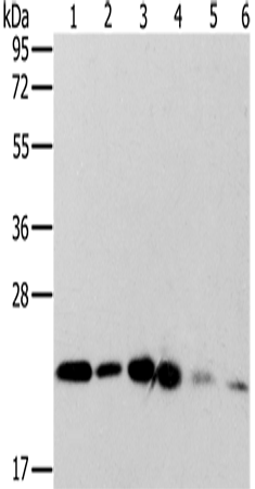 Rabbit Polyclonal Antibody to MRPL11