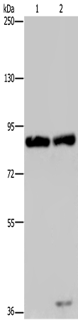 Rabbit Polyclonal Antibody to MRE11