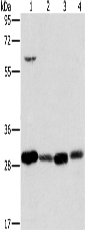Rabbit Polyclonal Antibody to MRPL28