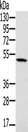 Rabbit Polyclonal Antibody to PSMC2
