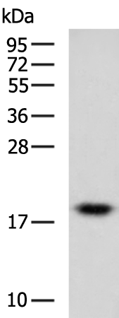 Rabbit Polyclonal Antibody to MTFP1