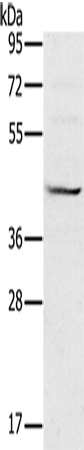 Rabbit Polyclonal Antibody to MVK