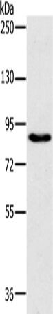 Rabbit Polyclonal Antibody to PLEKHG6