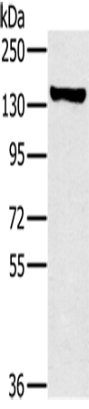 Rabbit Polyclonal Antibody to PPP1R12A