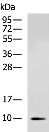 Rabbit Polyclonal Antibody to NDUFA2