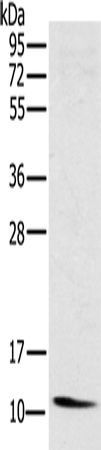 Rabbit Polyclonal Antibody to NDUFA3