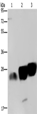 Rabbit Polyclonal Antibody to NDUFS8