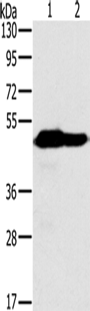Rabbit Polyclonal Antibody to NDUFV1