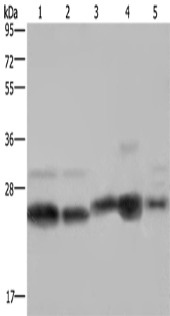 Rabbit Polyclonal Antibody to NDUFV2