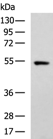 Rabbit Polyclonal Antibody to NECTIN4