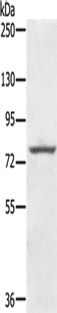 Rabbit Polyclonal Antibody to KIRREL2