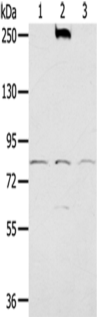 Rabbit Polyclonal Antibody to NOX5