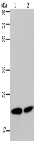 Rabbit Polyclonal Antibody to NPM3