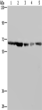 Rabbit Polyclonal Antibody to GNL3