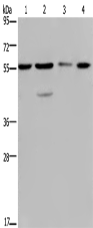 Rabbit Polyclonal Antibody to NUP50