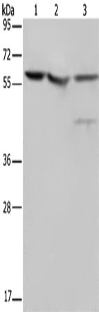 Rabbit Polyclonal Antibody to NUSAP1