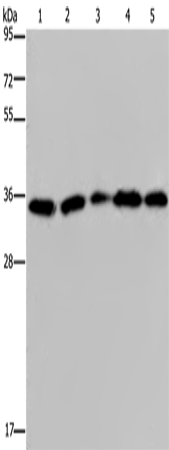 Rabbit Polyclonal Antibody to OCIAD1