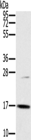 Rabbit Polyclonal Antibody to OCIAD2