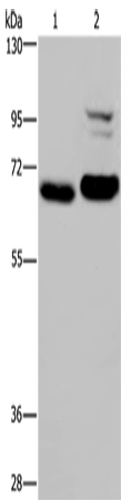 Rabbit Polyclonal Antibody to OS9