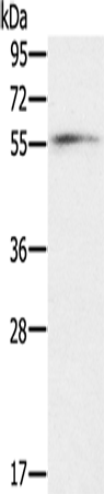 Rabbit Polyclonal Antibody to OXSR1