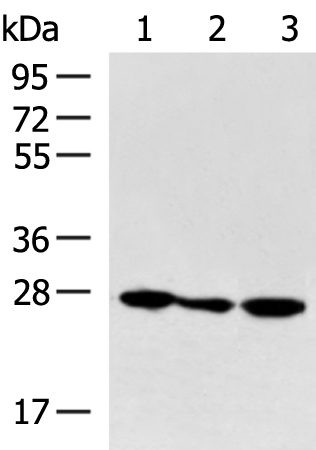 Rabbit Polyclonal Antibody to PCMT1